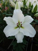 [3452 Tisento (W08 3008-02) No02.JPG]